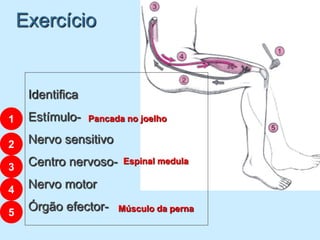 Exercício


     Identifica
1    Estímulo-    Pancada no joelho

2    Nervo sensitivo

3    Centro nervoso-     Espinal medula


4    Nervo motor

5
     Órgão efector-     Músculo da perna
 