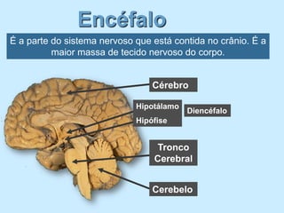 Encéfalo
É a parte do sistema nervoso que está contida no crânio. É a
          maior massa de tecido nervoso do corpo.


                                 Cérebro

                             Hipotálamo
                                          Diencéfalo
                             Hipófise


                                 Tronco
                                 Cerebral


                                 Cerebelo
 