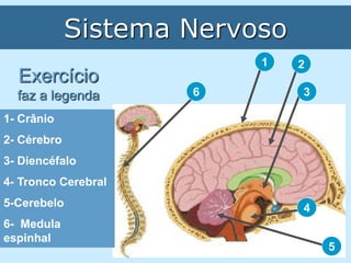 Sistema Nervoso
                          1    2
  Exercício
  faz a legenda      6         3

1- Crânio
2- Cérebro
3- Diencéfalo
4- Tronco Cerebral
5-Cerebelo                     4
6- Medula
espinhal
                                   5
 