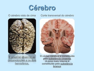 Cérebro
O cérebro visto de cima    Corte transversal do cérebro




 É possível observar as    O córtex cerebral é constituído
                              pela substância cinzenta.
circunvoluções e os dois        A zona mais interna é
      hemisférios.          constituída pela substância
                                      branca.
 