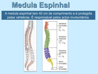 Medula Espinhal
A medula espinhal tem 40 cm de comprimento e é protegida
 pelas vértebras. É responsável pelos actos involuntários.
 