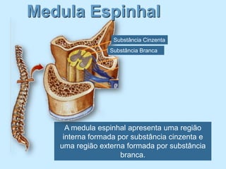 Medula Espinhal
                  Substância Cinzenta
                 Substância Branca




     A medula espinhal apresenta uma região
    interna formada por substância cinzenta e
   uma região externa formada por substância
                     branca.
 