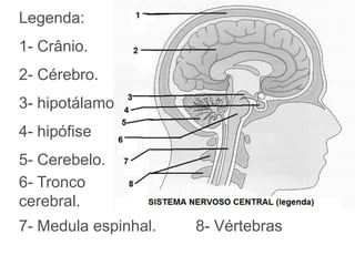Sistema nervoso central (Difícil) Jogo do Sistema nervoso. Como é que se  chama? - Jogos de Ciências Naturais