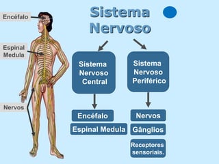 Encéfalo       Sistema
               Nervoso
Espinal
Medula
            Sistema       Sistema
            Nervoso       Nervoso
             Central      Periférico


Nervos
            Encéfalo       Nervos
           Espinal Medula Gânglios

                         Receptores
                         sensoriais.
 
