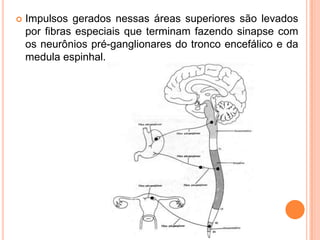 DIFERENÇAS ENTRE O SN SIMPÁTICO E
PARASSIMPÁTICO
 O sistema nervoso autônomo divide-se em:
 Sistema nervoso simpático;
...