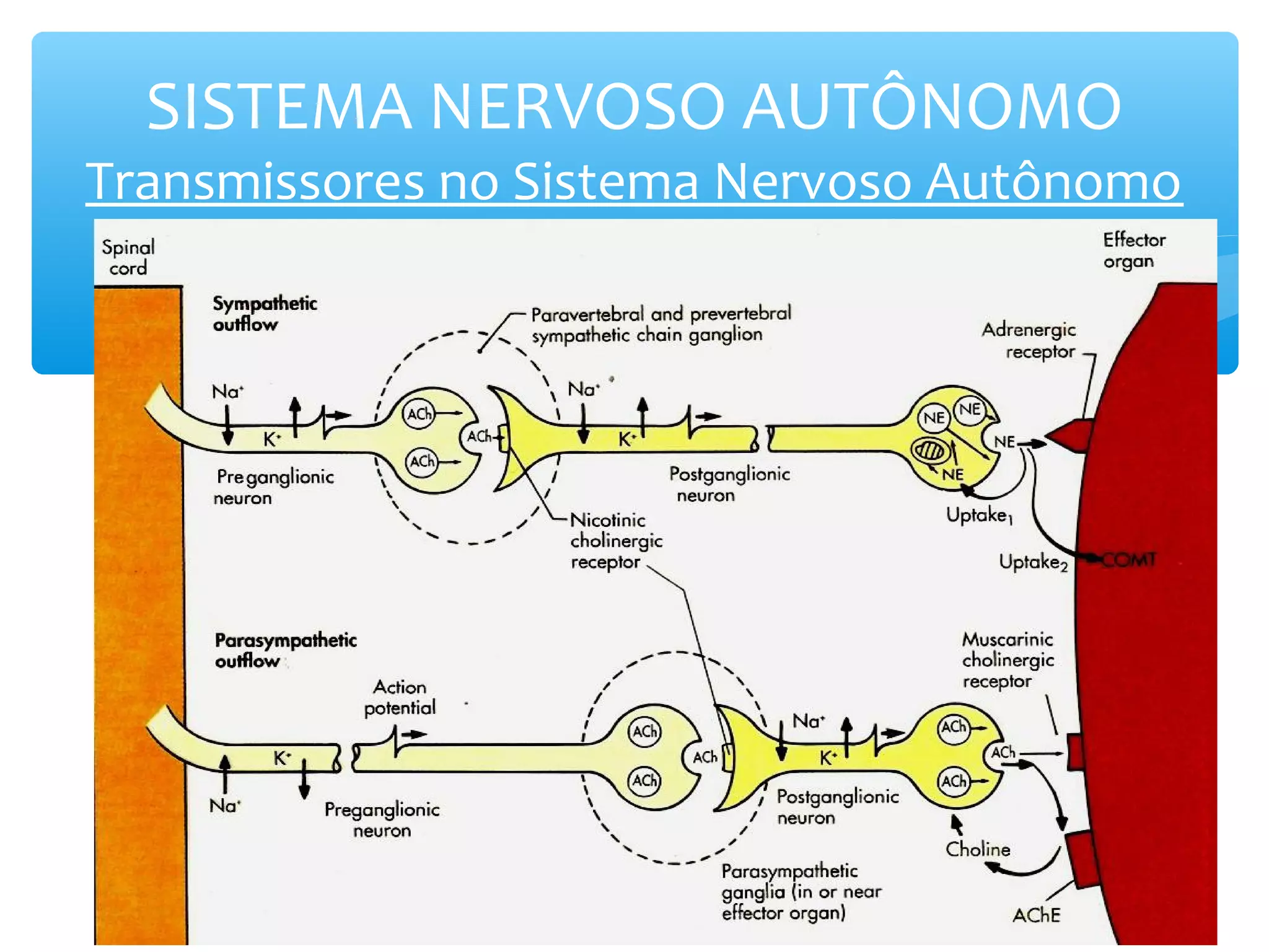 SISTEMA NERVOSO AUTÔNOMO

Transmissores no Sistema Nervoso Autônomo
Os

 