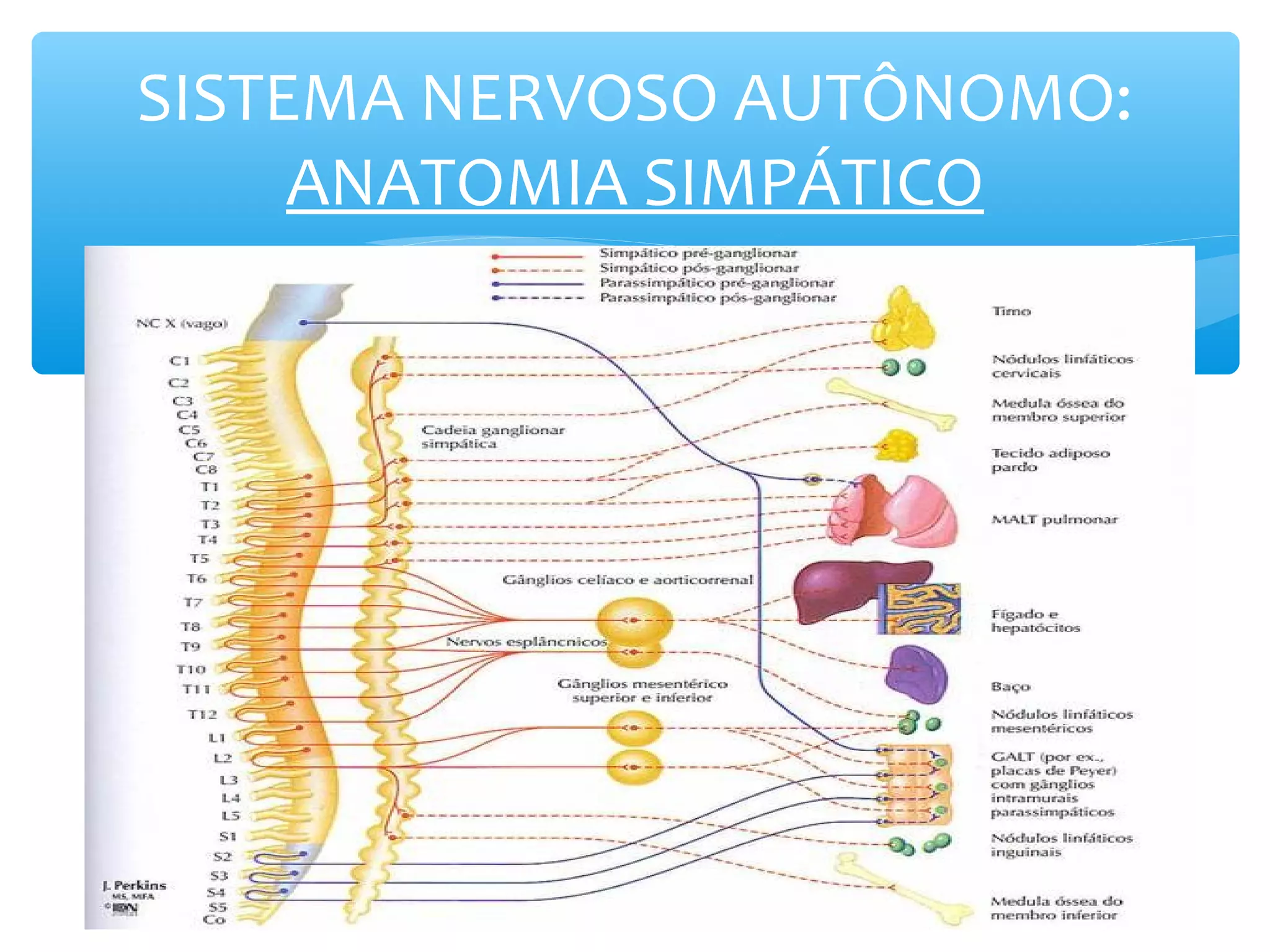 SISTEMA NERVOSO AUTÔNOMO:
ANATOMIA SIMPÁTICO

 