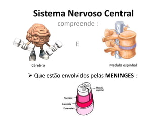 Sistema Nervoso Central
compreende :
E
Cérebro

Medula espinhal

 Que estão envolvidos pelas MENINGES :

 