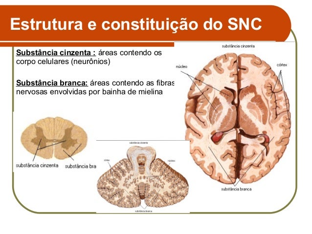 Sistema Nervoso Central sistema-nervoso-central