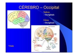#Sistema Nervoso Central - Dr. Eduardo.pdf