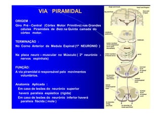 #Sistema Nervoso Central - Dr. Eduardo.pdf