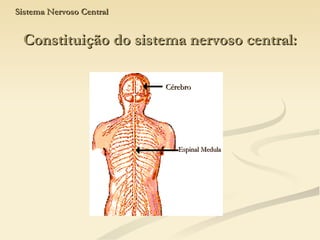 Sistema Nervoso Central Constituição do sistema nervoso central: Espinal Medula Cérebro 
