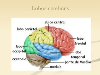 Lobos cerebrais 