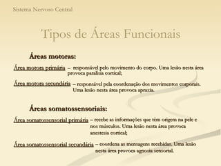 Sistema Nervoso Central Tipos de Áreas Funcionais Áreas motoras: –  responsável pelo movimento do corpo. Uma lesão nesta área provoca paralisia cortical; –  responsável pela coordenação dos movimentos corporais. Uma lesão nesta área provoca apraxia. Áreas somatossensoriais: –  recebe as informações que têm origem na pele e nos músculos. Uma lesão nesta área provoca anestesia cortical; –  coordena as mensagens recebidas. Uma lesão nesta área provoca agnosia sensorial. Área motora primária Área motora secundária Área somatossensorial primária Área somatossensorial secundária 