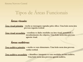 Sistema Nervoso Central Áreas visuais: - recebe as mensagens captadas pelos olhos. Uma lesão nesta área provoca cegueira cortical. - coordena os dados recebidos na área visual, permitindo o reconhecimento dos objectos. Uma lesão nesta área provoca agnosia visual. Áreas auditivas: –  recebe os sons elementares. Uma lesão nesta área provoca surdez cortical. –  identifica e interpreta os sons recebidos na área auditiva. Uma lesão nesta área provoca agnosia auditiva. Tipos de Áreas Funcionais Área visual primária Área visual secundária Área auditiva primária Área auditiva secundária 