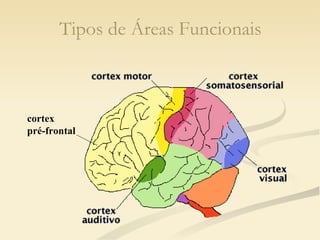 Tipos de Áreas Funcionais cortex  pré-frontal 