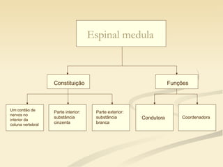 Constituição Funções Um cordão de nervos no interior da coluna vertebral Parte interior: substância cinzenta Parte exterior: substância branca Condutora Coordenadora Espinal medula 