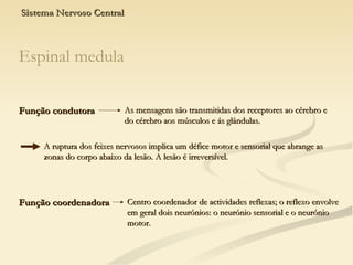 Sistema Nervoso Central As mensagens são transmitidas dos receptores ao cérebro e do cérebro aos músculos e ás glândulas.  A ruptura dos feixes nervosos implica um défice motor e sensorial que abrange as zonas do corpo abaixo da lesão. A lesão é irreversível. Função condutora Espinal medula Centro coordenador de actividades reflexas; o reflexo envolve em geral dois neurónios: o neurónio sensorial e o neurónio motor. Função coordenadora 