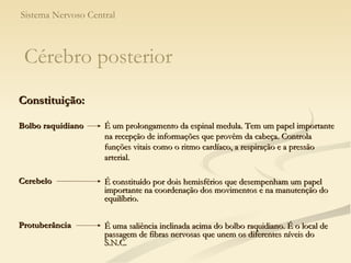Sistema Nervoso Central É um prolongamento da espinal medula. Tem um papel importante na recepção de informações que provêm da cabeça. Controla funções vitais como o ritmo cardíaco, a respiração e a pressão arterial.  Bolbo raquidiano Cerebelo É constituído por dois hemisférios que desempenham um papel importante na coordenação dos movimentos e na manutenção do equilíbrio. Protuberância É uma saliência inclinada acima do bolbo raquidiano. É o local de passagem de fibras nervosas que unem os diferentes níveis do S.N.C. Constituição: Cérebro posterior 
