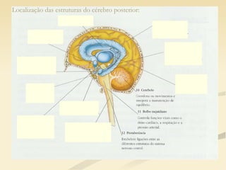 Localização das estruturas do cérebro posterior: 