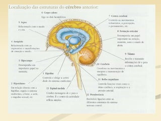 Sistema nervoso central acabado1