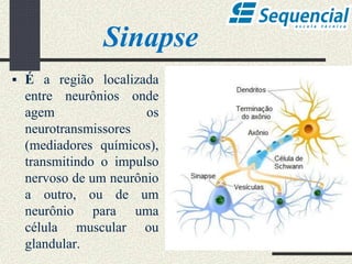 Sinapse
 É a região localizada
entre neurônios onde
agem os
neurotransmissores
(mediadores químicos),
transmitindo o impulso
nervoso de um neurônio
a outro, ou de um
neurônio para uma
célula muscular ou
glandular.
 