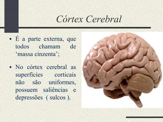 Córtex Cerebral
 É a parte externa, que
todos chamam de
‘massa cinzenta’;
 No córtex cerebral as
superfícies corticais
não são uniformes,
possuem saliências e
depressões ( sulcos ).
 