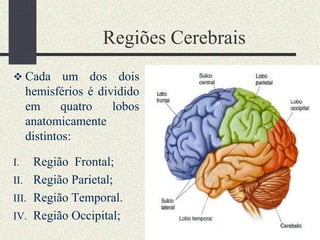 Regiões Cerebrais
 Cada um dos dois
hemisférios é dividido
em quatro lobos
anatomicamente
distintos:
I. Região Frontal;
II. Região Parietal;
III. Região Temporal.
IV. Região Occipital;
 