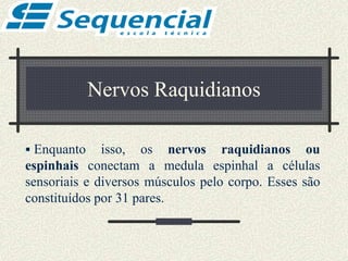 Nervos Raquidianos
 Enquanto isso, os nervos raquidianos ou
espinhais conectam a medula espinhal a células
sensoriais e diversos músculos pelo corpo. Esses são
constituídos por 31 pares.
 