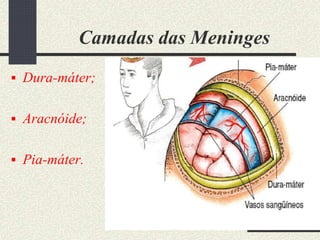 Camadas das Meninges
 Dura-máter;
 Aracnóide;
 Pia-máter.
 
