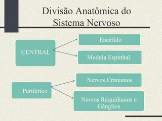 Divisão Anatômica do
Sistema Nervoso
Periférico
CENTRAL
Encéfalo
Medula Espinhal
Nervos Cranianos
Nervos Raquidianos e
Gânglios
 