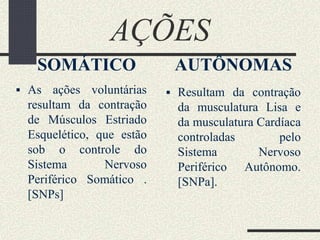 AÇÕES
SOMÁTICO
 As ações voluntárias
resultam da contração
de Músculos Estriado
Esquelético, que estão
sob o controle do
Sistema Nervoso
Periférico Somático .
[SNPs]
AUTÔNOMAS
 Resultam da contração
da musculatura Lisa e
da musculatura Cardíaca
controladas pelo
Sistema Nervoso
Periférico Autônomo.
[SNPa].
 