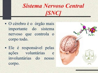 Sistema Nervoso Central
[SNC]
 O cérebro é o órgão mais
importante do sistema
nervoso que controla o
corpo todo.
 Ele é responsável pelas
ações voluntárias e
involuntárias do nosso
corpo.
 