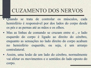 CUZAMENTO DOS NERVOS
 Quando se trata de controlar os músculos, cada
hemisfério é responsável por dos lados do corpo desde
os pés e as pernas até as mãos e os olhos.
 Mas as linhas de comando se cruzam entre si , o lado
esquerdo do corpo é ligado ao direito do cérebro,
enquanto as sensações no lado direito do corpo acabam
no hemisfério esquerdo, ou seja, é um arranjo
contralateral.
 Assim, uma lesão de um lado do cérebro, normalmente
vai afetar os movimentos e o sentidos do lado oposto do
corpo.
 
