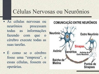 Células Nervosas ou Neurônios
 As células nervosas ou
neurônios processam
todas as informações
fazendo com que o
cérebro execute todas as
suas tarefas.
 É como se o cérebro
fosse uma “empresa”, e
essas células, fossem os
operárias.
 