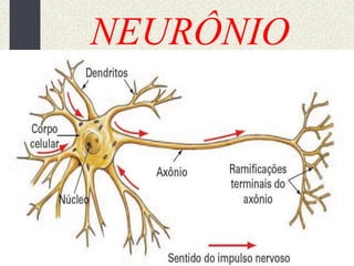 NEURÔNIO
 