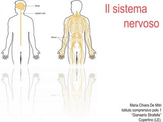 Maria Chiara De Mitri
Istituto comprensivo polo 1
‘‘Gianserio Strafella’’
Copertino (LE).
Il sistema
nervoso
 