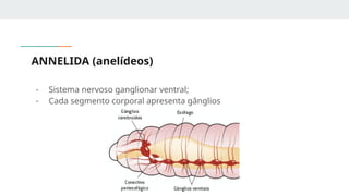 SISTEMA NERVOSO DOS INVERTEBRADOS E VERTEBRADOS.pptx