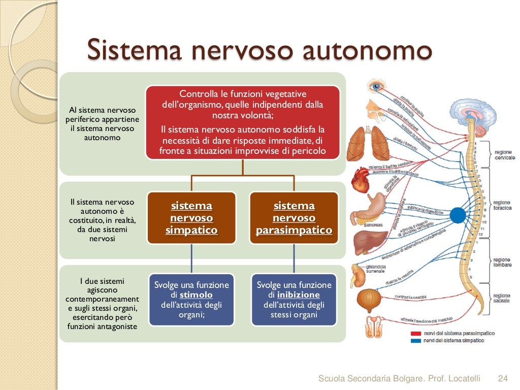 Integração Entre Os Sistemas Nervoso E Endócrino - RETOEDU