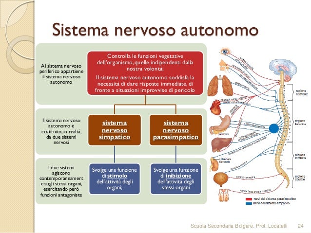 Sistema Nervoso Ed Endocrino