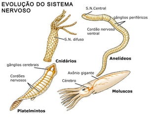EVOLUÇÃO DO SISTEMA NERVOSO S.N.Central Anelídeos Platelmintos Moluscos S.N. difuso Cnidários gânglios periféricos  Cordão nervoso ventral  gânglios cerebrais Cordões  nervosos Cérebro  Axônio gigante  