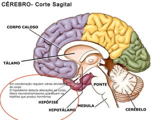 CÉREBRO- Corte Sagital CORPO CALOSO HIPÓFISE HIPOTÁLAMO TÁLAMO PONTE MEDULA CEREBELO Em coordenação regulam várias atividades do corpo O hipotálamo detecta alterações no corpo, libera neurotransmissores que atuam na hipófise que produz hormônios 