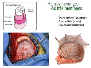 As três meninges Dura-máter (externa) Aracnóide (meio) Pia-máter (interna) 