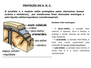 PROTEÇÃO DO S. N. C.   O encéfalo e a medula estão protegidos pelos elementos ósseos (crânio e vértebras),  por membranas finas chamadas meninges e pelo líquido cefalorraquidiano (cerebroespinal)  Existem três meninges: - A  dura–máter , a camada mais externa, é espessa, dura e fibrosa, e protege o tecido nervoso do ponto de vista mecânico. - A  aracnóide , a camada intermédia, é mais fina, sendo responsável pela produção do  líquido cefalorraquidiano .  - A  pia-máter , a camada mais interna, é muito fina e é a única membrana vascularizada. 
