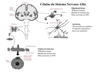 Células do Sistema Nervoso: Glia Oligodendrócitos Bainha isolante  (Bainha de mielina) das fibras nervosas no SNC Células de Schwann Bainha isolante  (Bainha de mielina) das fibras nervosas no SNP Astrócitos Associado aos capilares Suporte nutricional e físico aos neurônios 