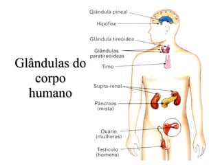 Glândulas do corpo humano 