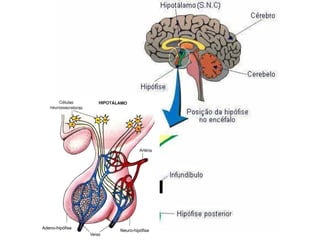 Neuro-hipófise Adeno-hipófise Adeno-hipófise Neuro-hipófise 