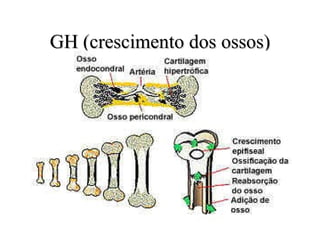 GH (crescimento dos ossos) 