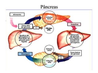 Pâncreas inibe inibe 