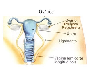 Ovários Estrógeno Progesterona 